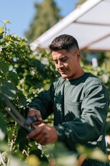 Fototapeta premium Gardener trimming grape vines for garden background and banner design showing outdoor vineyard maintenance and summer harvest preparation