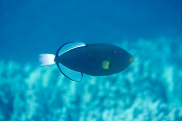 Pinktail Triggerfish swimming near the reef along the Hawaiian coast © willtu