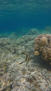 Tracking shot to a juvenile longfin batfish (Platax teira) swimming across the dense coral reef to settle beside another juvenile longfin batfish. Dauin, Philippines