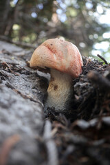 mushroom in the forest © Tiffany
