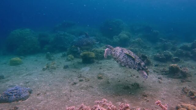 Dolly forward tracking a green sea turtle (Chelonia mydas) with two remora on its back as it leisurely swim towards another green sea turtle in deep blue waters in a candid interaction