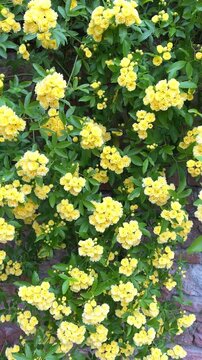 Bright yellow flowers bloom in garden at midday during summer months