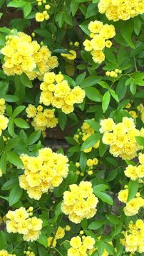 Bright yellow flowers bloom in the garden at midday sun during springtime