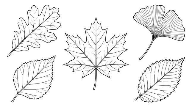Minimalist line art leaves collection, black and white botanical leaf sketches, set of 5 autumn foliage outlines on white background