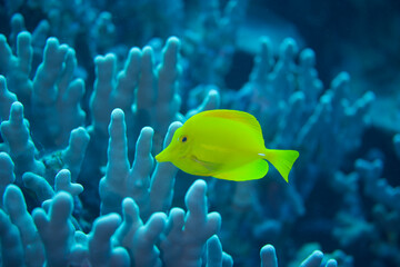 Yellow Tang swimming along the reef near Hawaii © willtu