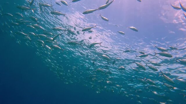 A magical diving pov swimming towards schooling bigeye trevally (Caranx sexfasciatus) during a fish run near the sunlit surface, low angle view dynamic movement. Dauin, Philippines