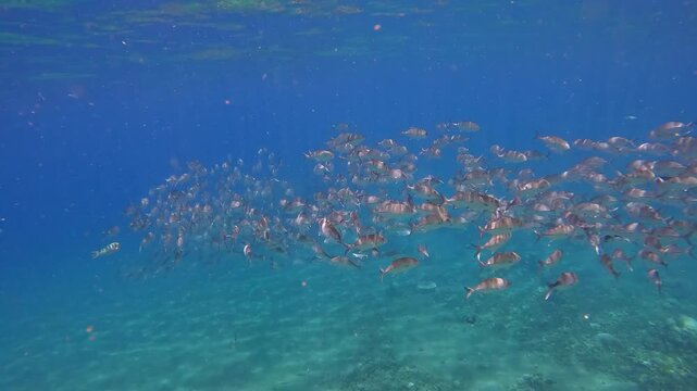Diving pov swimming forward towards schooling bigeye trevally (Caranx sexfasciatus) in the glittering clear water during a fish run creating a magical experience. Dauin, Philippines