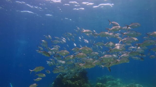 Dolly forward to shoal of bigeye trevally (Caranx sexfasciatus) synchronize swimming in swirling vertical column then slowly dispersing in a display of dynamic phase of schooling behavior