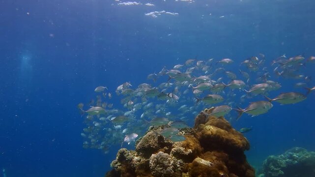 Diving pov dolly forward to shoal of bigeye trevally (Caranx sexfasciatus) synchronize swimming in swirling vertical column around a coral bommies. Dauin, Philippines