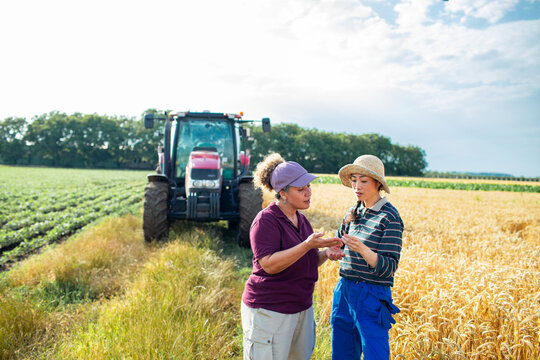 Two farmers inspecting wheat crop by tractor in rural field