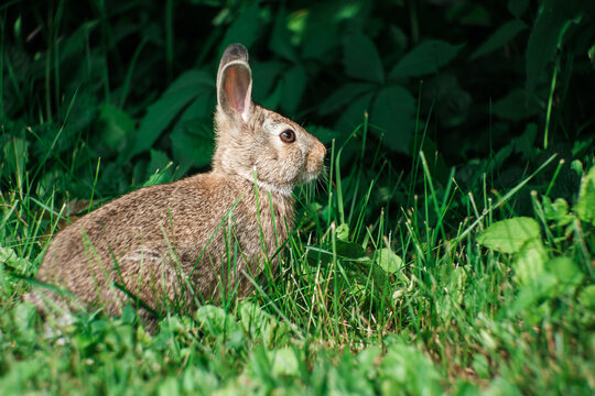 Eastern Cottontail Rabbit in Green Field Wildlife Photograph