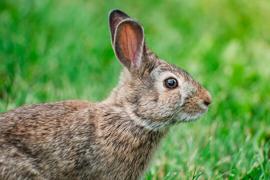 Eastern Cottontail Rabbit in Green Field Wildlife Photograph