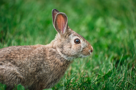 Eastern Cottontail Rabbit in Green Field Wildlife Photograph