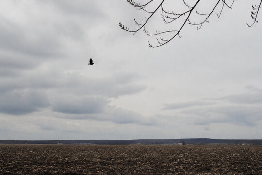 Black crow flying over empty plowed field under overcast sky, omen and augury concept