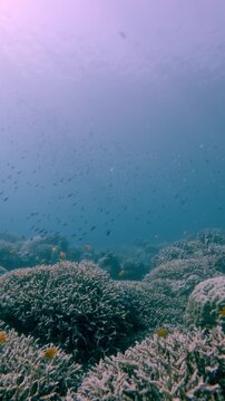 Diving pov dolly forward along the dense colony of corals while massive school of ternate chromis (Chromis ternatensis) descend like rain in a mesmerizing display of biodiversity. Dauin, Philippines