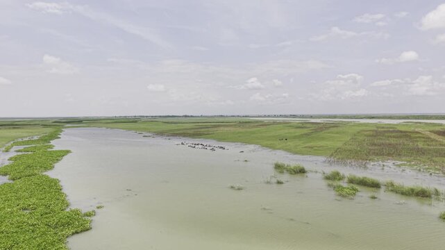 Aerial drone footage of a large water buffalo herd resting and bathing in the muddy Padma River, revealing green riverbanks and rural Bangladesh as the camera moves forward.