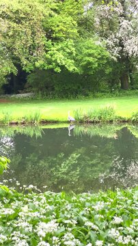 Walking by the water with trees and plants near the river in springtime