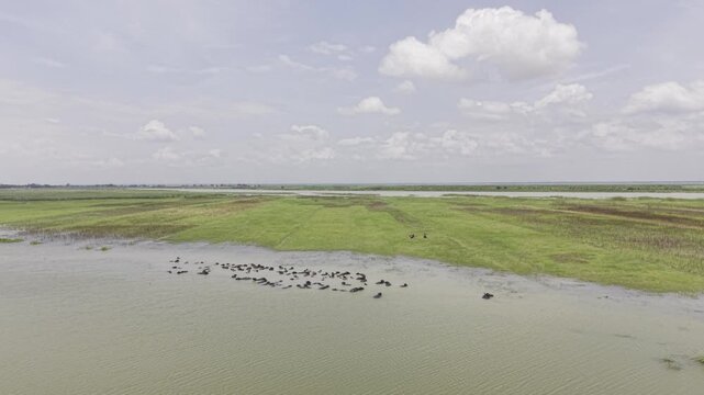 Aerial view of a large herd of water buffalo resting and bathing in shallow river water, with green grassland and riverbank surrounding the animals as the drone makes a gradual half-orbit shoot.
