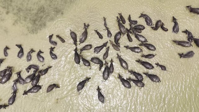 A large herd of water buffalo rests and bathes together in the Padma River in Bangladesh, creating swirling muddy water around them as a drone gradually ascends from directly above the animals.