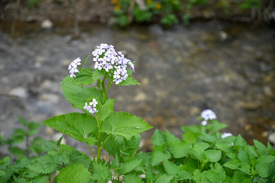 Perennial Honesty plant by the river. Lunaria rediviva