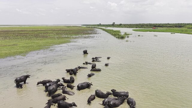 Aerial footage of numerous water buffalo resting and bathing together in shallow muddy river water as the drone slowly moves backward, widening the view to reveal green grassland and riverbank.