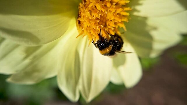 Bee on matching yellow Dahlia flower