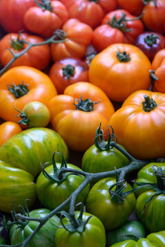 Mixed green, orange and red heirloom tomatoes with vine detail. Fresh seasonal vegetables, vibrant organic background