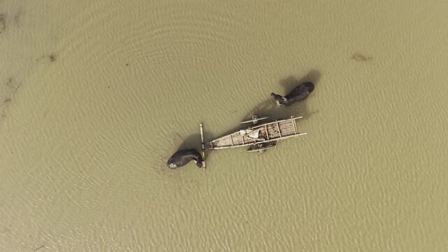 Aerial footage of two water buffalo with a traditional bamboo cart moving through muddy river water in rural Bangladesh, captured from directly above as the drone slowly rises and reveals surroundings