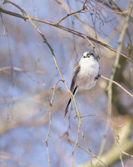 Long-tailed tit perched on a branch against a blue winter sky © Skarvaan