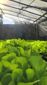 Home-based mustard greens cultivation. Lush, green mustard greens.