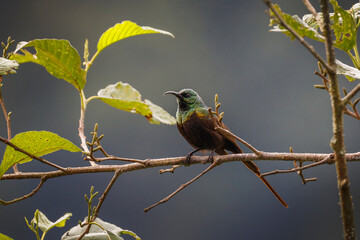 Fototapeta premium A Bronze Sunbird (Nectarinia kilimensis) perched gracefully on a tree branch in Uganda. Its elegant shape and subtle bronze tones create a beautiful portrait of this small nectar-feeding African bird 