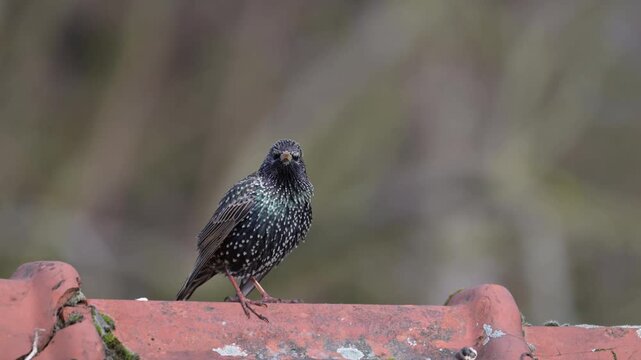 A male starling is perched on the roof of a house, singing in spring, spring, lower saxony, (sturmus vulgaris), germany