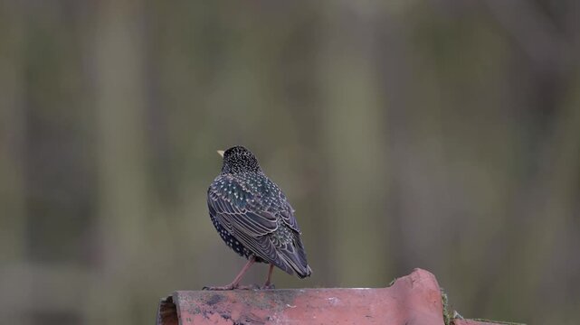 A male starling is perched on the roof of a house, singing in spring, spring, lower saxony, (sturmus vulgaris), germany