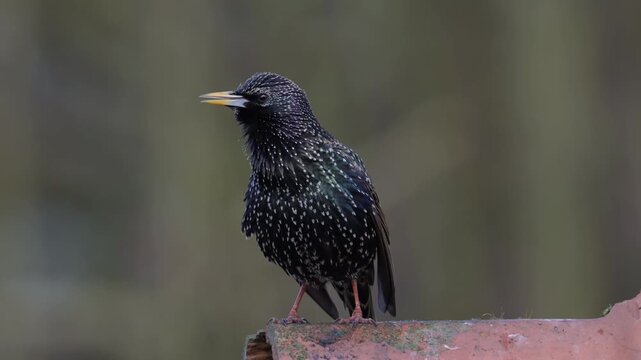 A male starling is perched on the roof of a house, singing in spring, spring, lower saxony, (sturmus vulgaris), germany