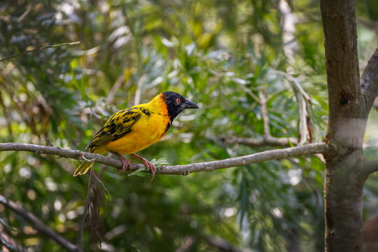 A Black-headed Weaver (Ploceus melanocephalus) perched on a tree branch in its natural African habitat. Its striking black head and bright yellow plumage make this beautiful weaver a captivating subje