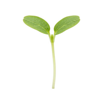 Young green seedling with two leaves emerging from a thin stem