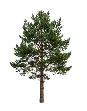 A tall evergreen pine tree with lush green needles isolated on a white background