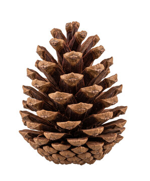 Detailed close-up of a single brown pine cone isolated on a white background