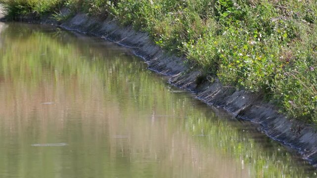 Wild Grass Snake (Natrix natrix) Swimming Across Shallow Canal Water