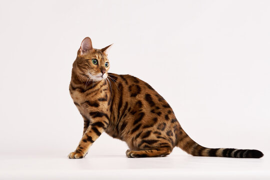 A Bengal cat sits on a white background looking to the left. Its body is in full profile showing distinctive rosettes.