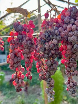 Backlit Clusters Of Wrinkled Purple Grapes Hanging From Vine Inside Garden Trellis, Showing Natural Drying Process, Rich Color Contrast, Soft Bokeh, And Seasonal Harvest Texture For Agriculture