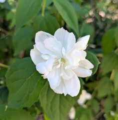 Vista de cerca de una flor de color blanco tipo jazmín, en jardín de parque urbano © teracreonte