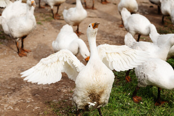 White domestic goose spreading its wings among a flock of geese on a rural farm, showing natural bird behavior and free range poultry farming. © Aigul Sabirova