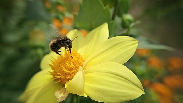 A bumblebee flies away from a dahlia flower in a sunlit garden.