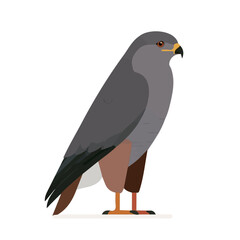 Fototapeta premium Buzzard, simple flat 2D artwork with minimal details, isolated on a white background.