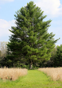 A grass path leads to a single large tree.