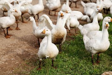Flock of white domestic geese walking, feeding and gathering outdoors on a rural farm, showing free range poultry farming, livestock keeping and everyday farm life. © Aigul Sabirova