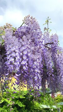 Wisteria flowers bloom in spring at a garden during daytime with blue sky above