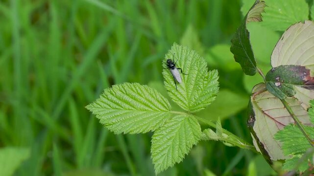 St. Mark's fly (Bibio marci) on a Bramble Leaf