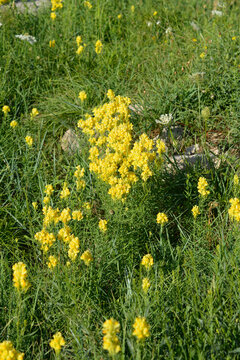 A dense cluster of bright yellow toadflax wildflowers stands out among green grass and small white blooms in a natural environment - latin name - Linaria vulgaris